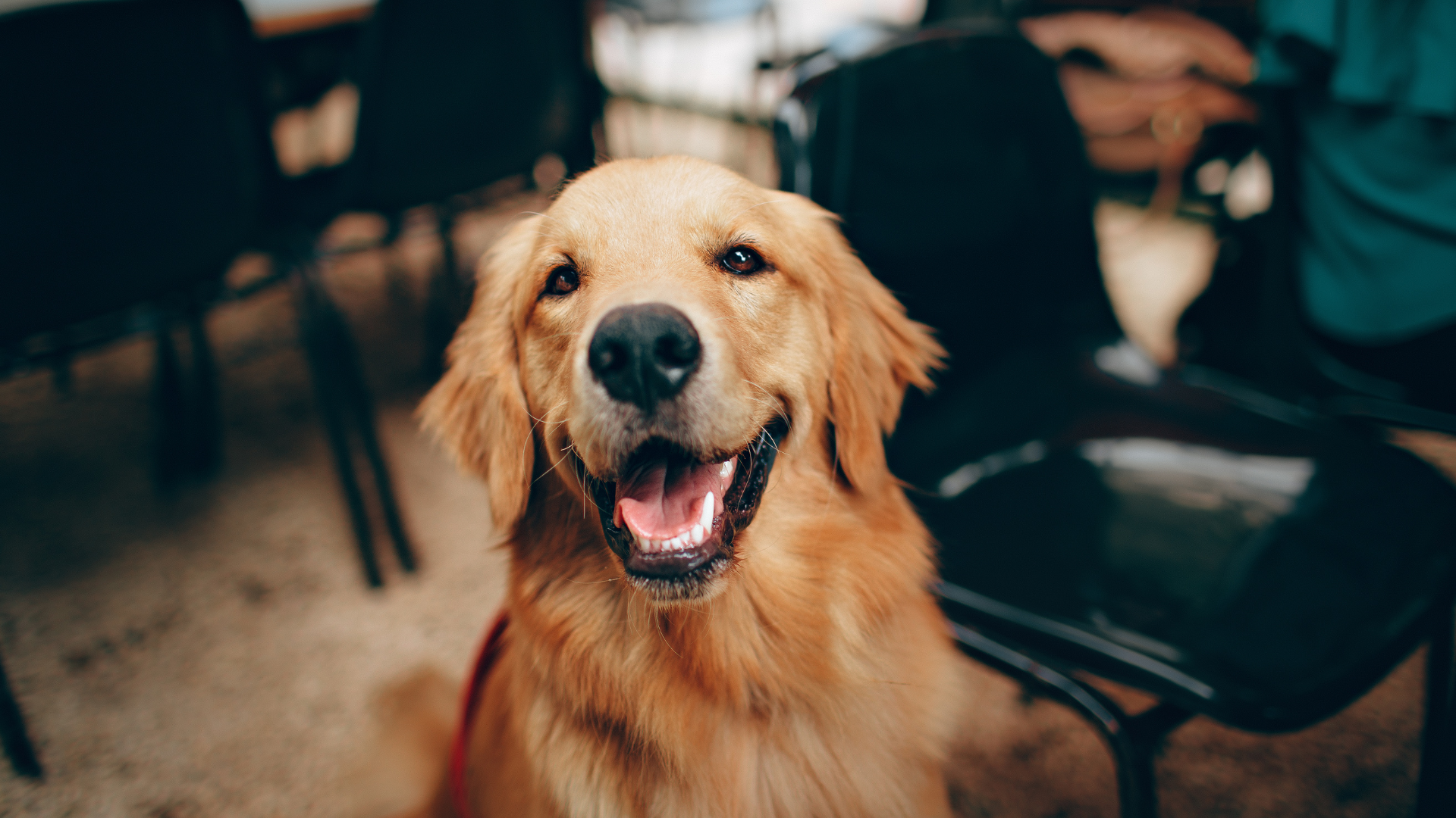 Bürohund erlaubt? Diese Regeln gelten für Vierbeiner im Office